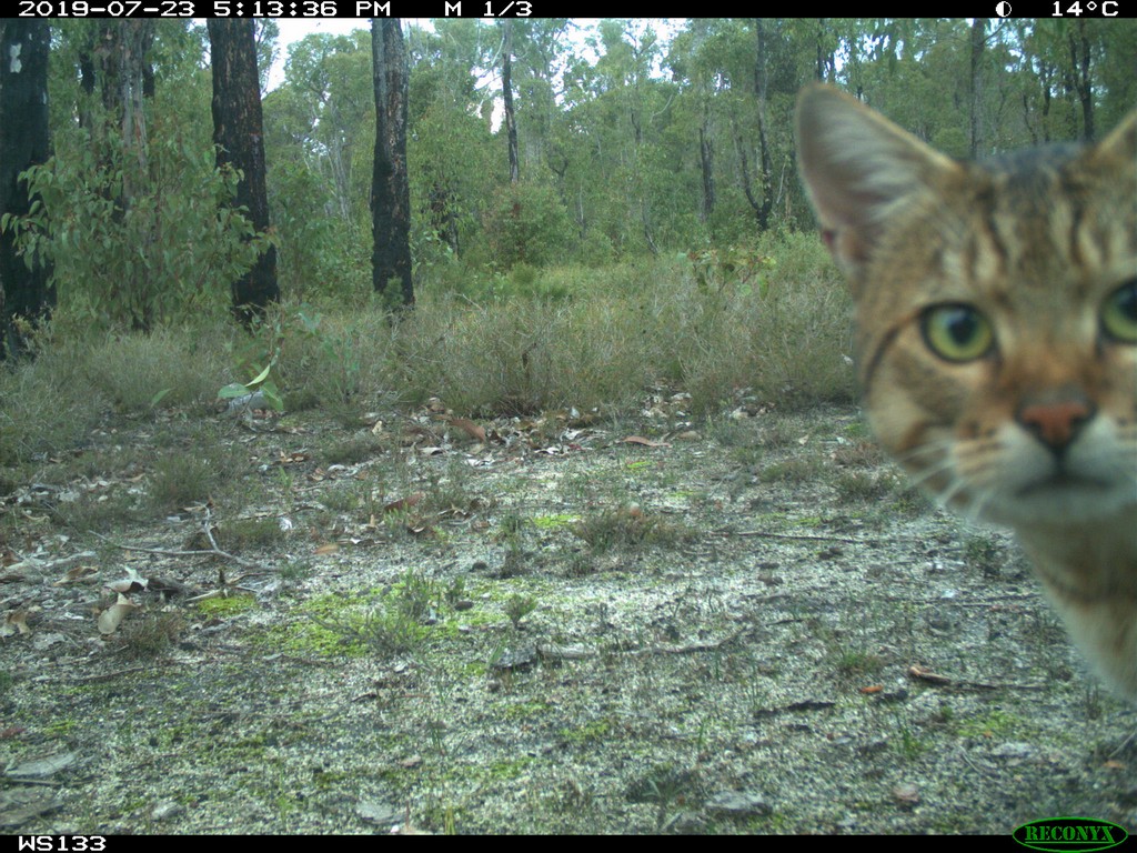 trailcam tweet media