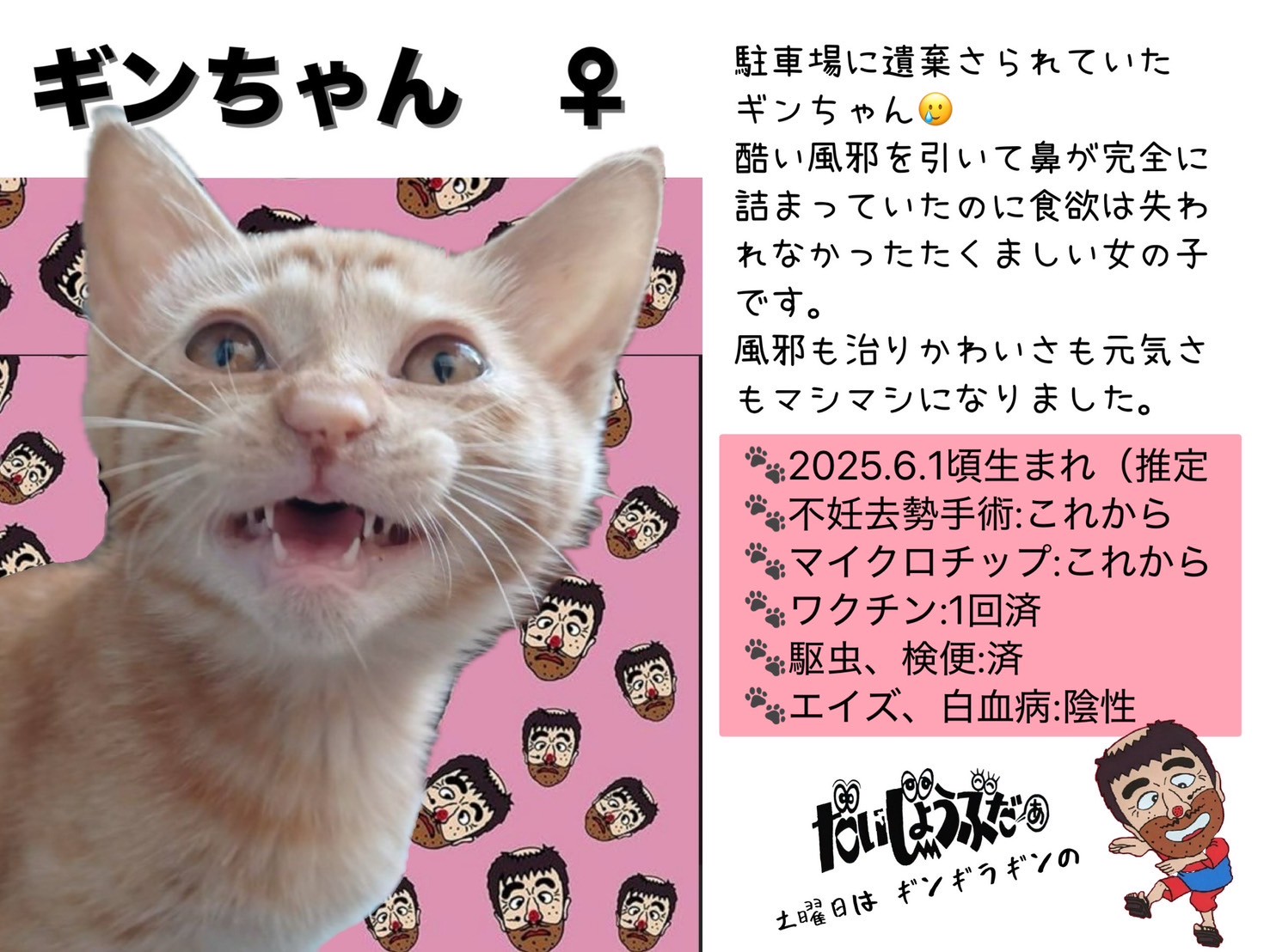 夢i小i説iオiーiダiー ￤ ネコ美様(郵) 夢i小i説iオiーiダiー ￤ ネコ美様(郵)