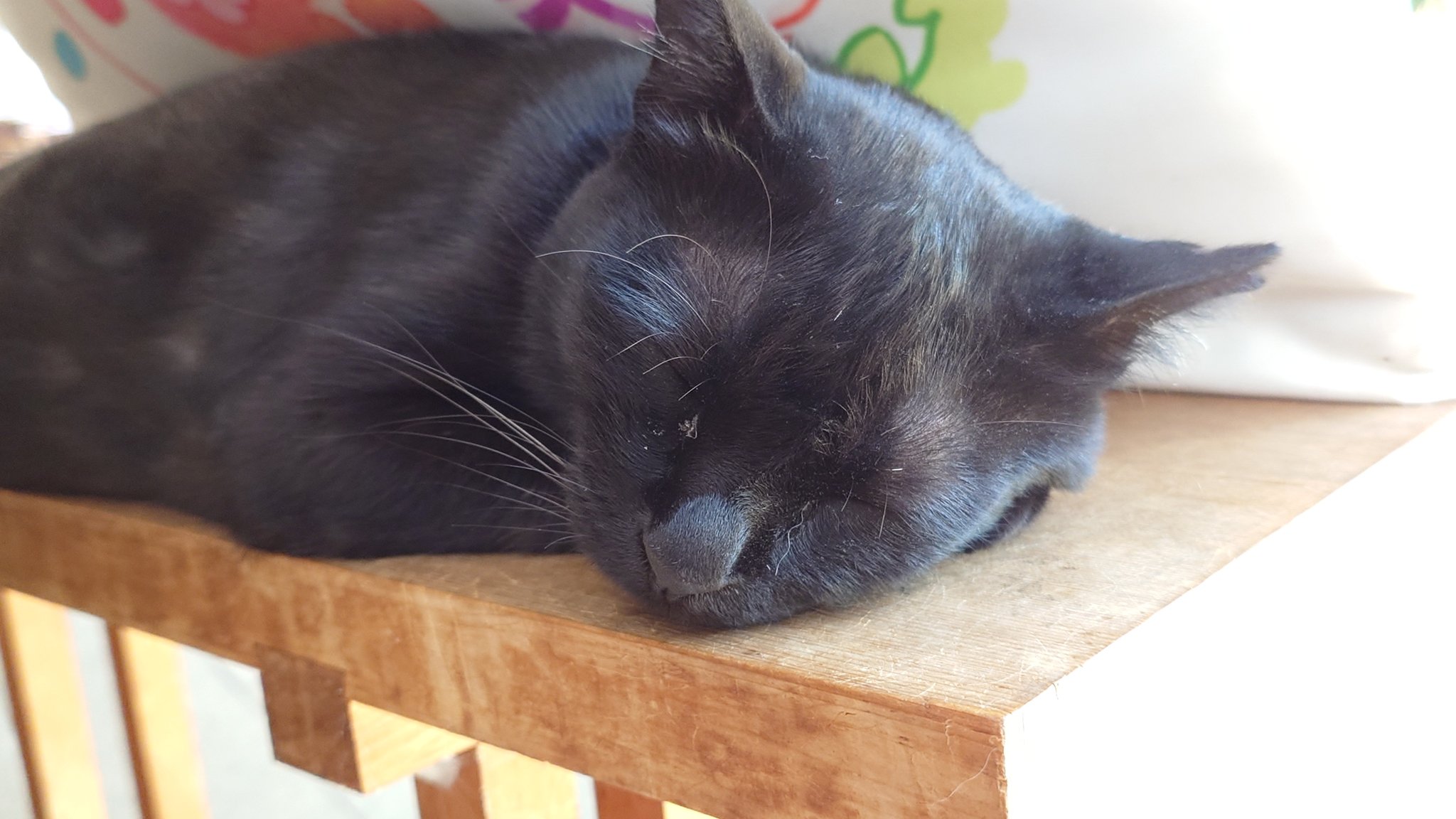黒猫 on X: 
