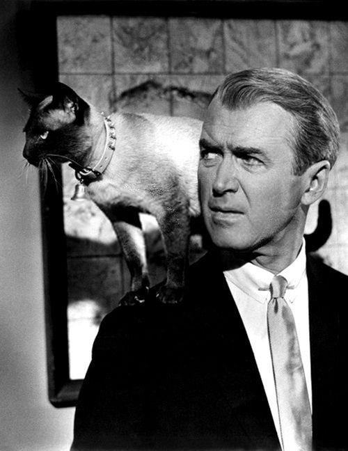 happy international cat day 🐈‍⬛ 🤍