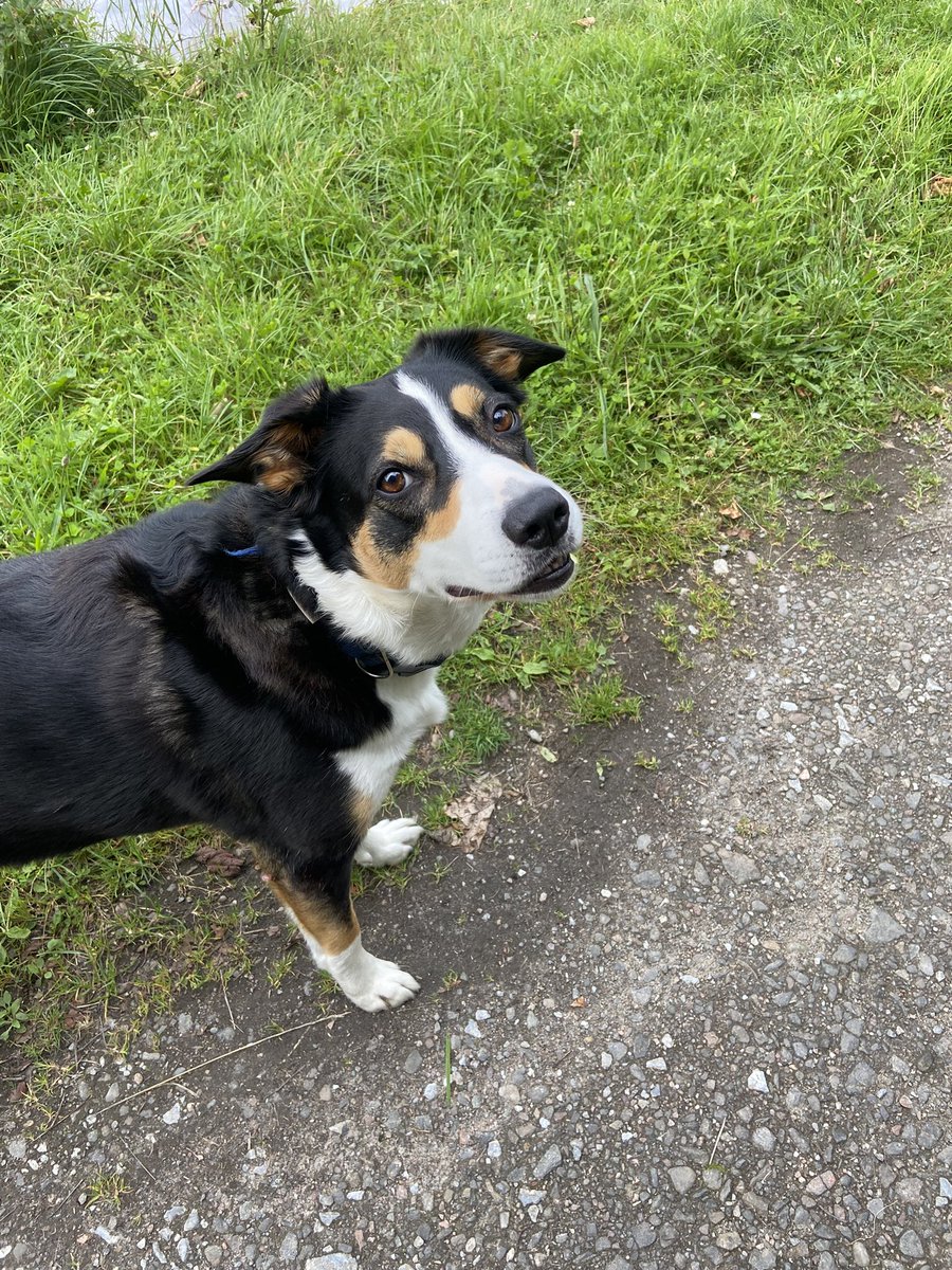 A clean bill of health from the vets yesterday, all set for their holidays to Harris in a few weeks 🙈