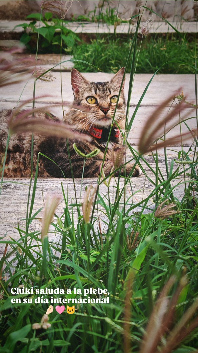 La reina en su día 🩷🐱