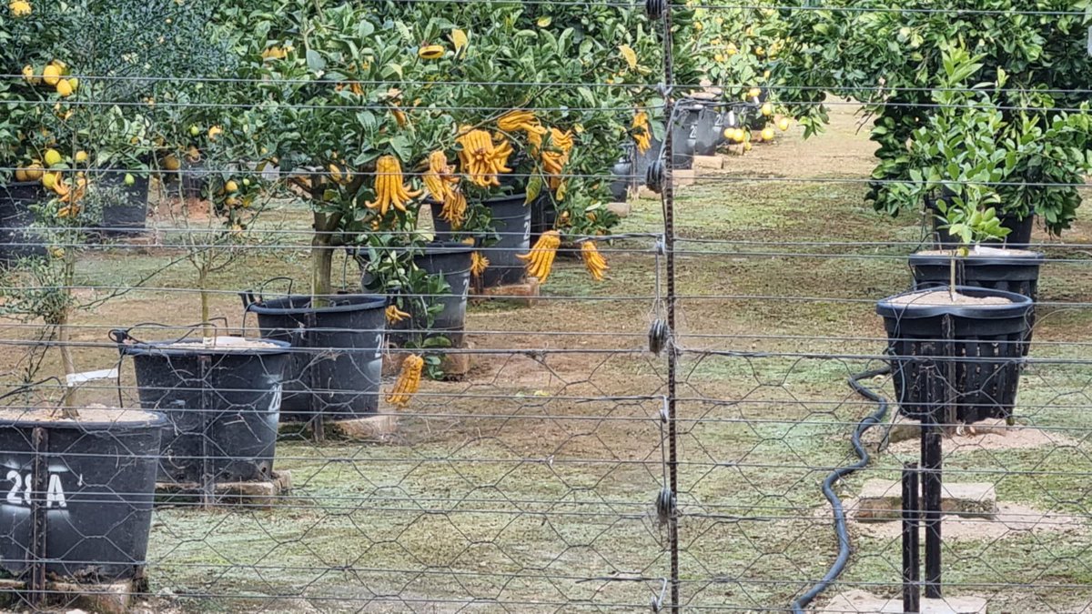 Today <a href="/citrusresearch/">Citrus Research International</a> hosted visitors at the Citrus Foundation Block near Kariega in the Eastern Cape. It is the heart of the citrus industry in SA - the source of biosecure and certified citrus propagation material (rootstock seed and scion budwood). #biosecurity #citrusindustry