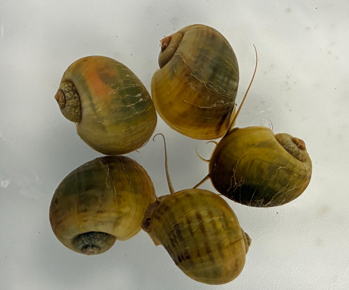 Stowers Institute (@sciencestowers) on Twitter photo “These snails regrew a working eye—and now they’re helping us understand how to heal human vision.”
Featured in <a href="/ScienceNews/">Science News</a>, the <a href="/Planaria1/">A. Sánchez Alvarado</a> & Accorsi Labs are exploring how apple snails could help decode the genetic instructions for eye #regeneration.
sciencenews.org/article/snail-… “These snails regrew a working eye—and now they’re helping us understand how to heal human vision.”
Featured in <a href="/ScienceNews/">Science News</a>, the <a href="/Planaria1/">A. Sánchez Alvarado</a> & Accorsi Labs are exploring how apple snails could help decode the genetic instructions for eye #regeneration.
sciencenews.org/article/snail-…
