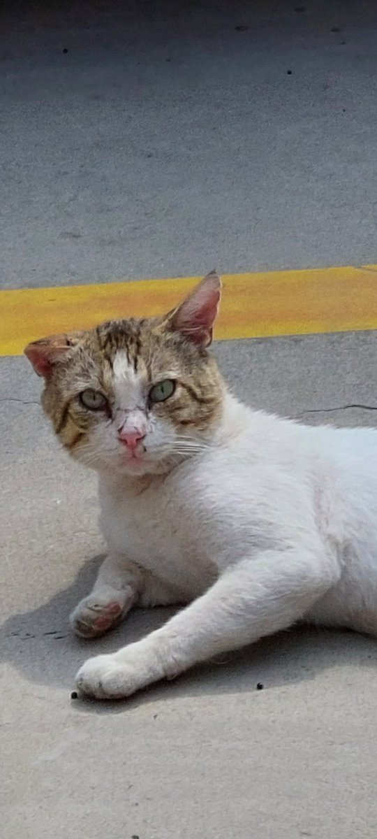 Αυτό είναι το αγαπημένο μου "τσαλακωμένο"γατάκι.Είναι φοβισμένο και μόνιμος πια κάτοικος του κήπου.
#παγκοσμια_ημερα_γατας ♥️