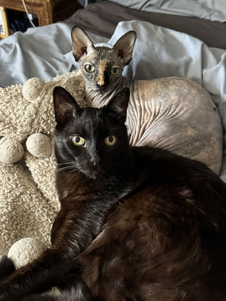 From mine to yours, Happy #InternationalCatDay 🐈🐈‍⬛