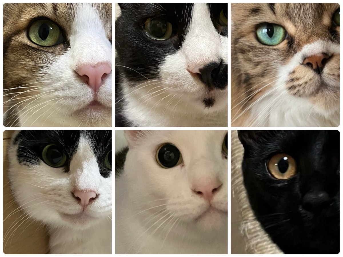#世界猫の日
いつも癒してくれてありがとう🥰
 #ねこ #猫好きさんと繋がりたい
 #保護猫 #多頭飼い #ねこかわいいね