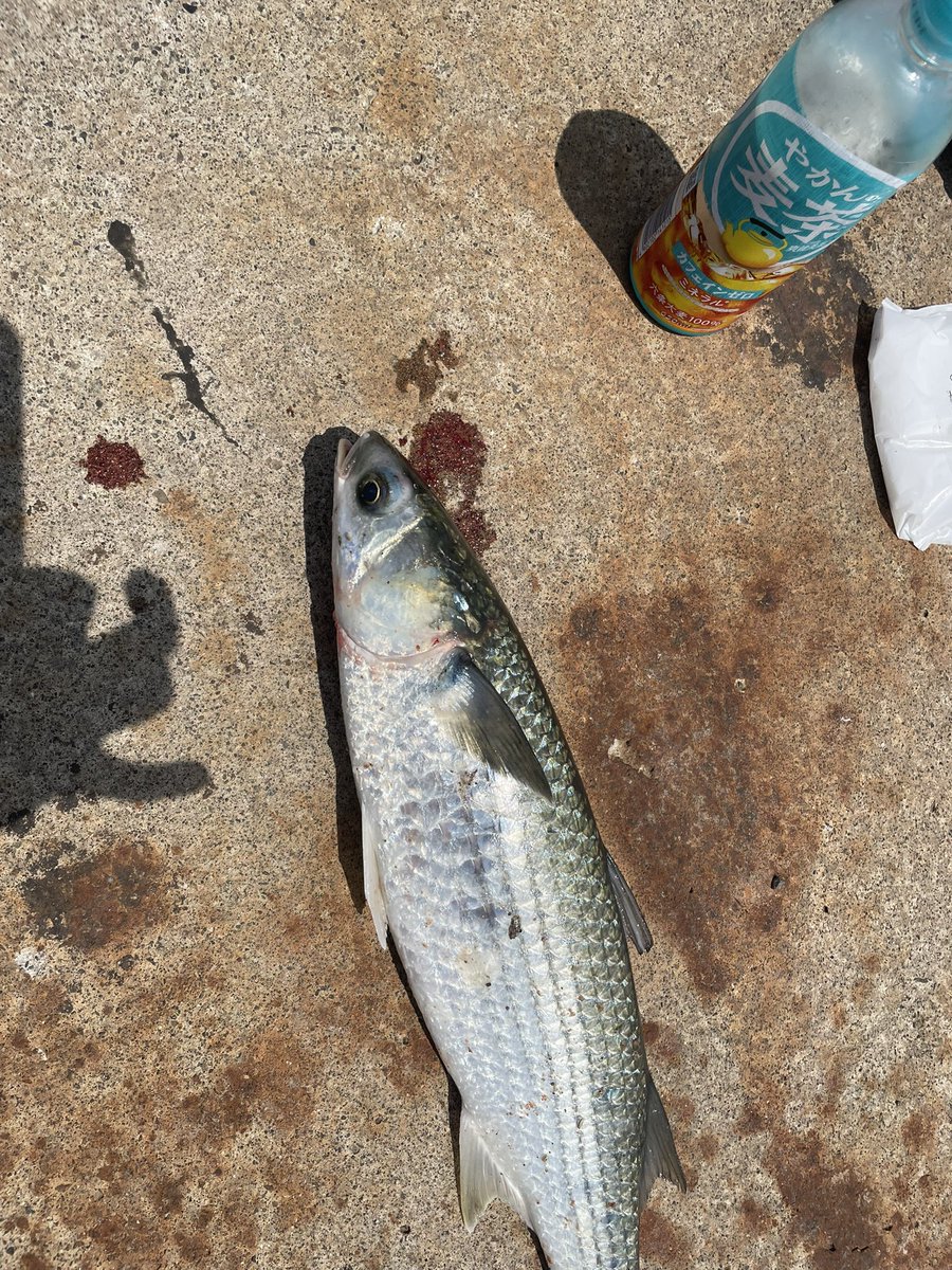 江ノ島裏磯
江ノ島で青物釣りたい、、
何かコツがあるなら教えてください！