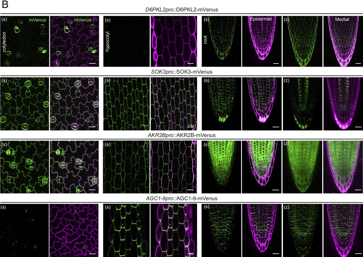 🍀🔬

Split-YFP-coupled interaction–dependent TurboID identifies new functions of basal cell polarity in Arabidopsis <a href="/pnas/">pnas</a> from Juan Dong's lab. 

pnas.org/doi/10.1073/pn…