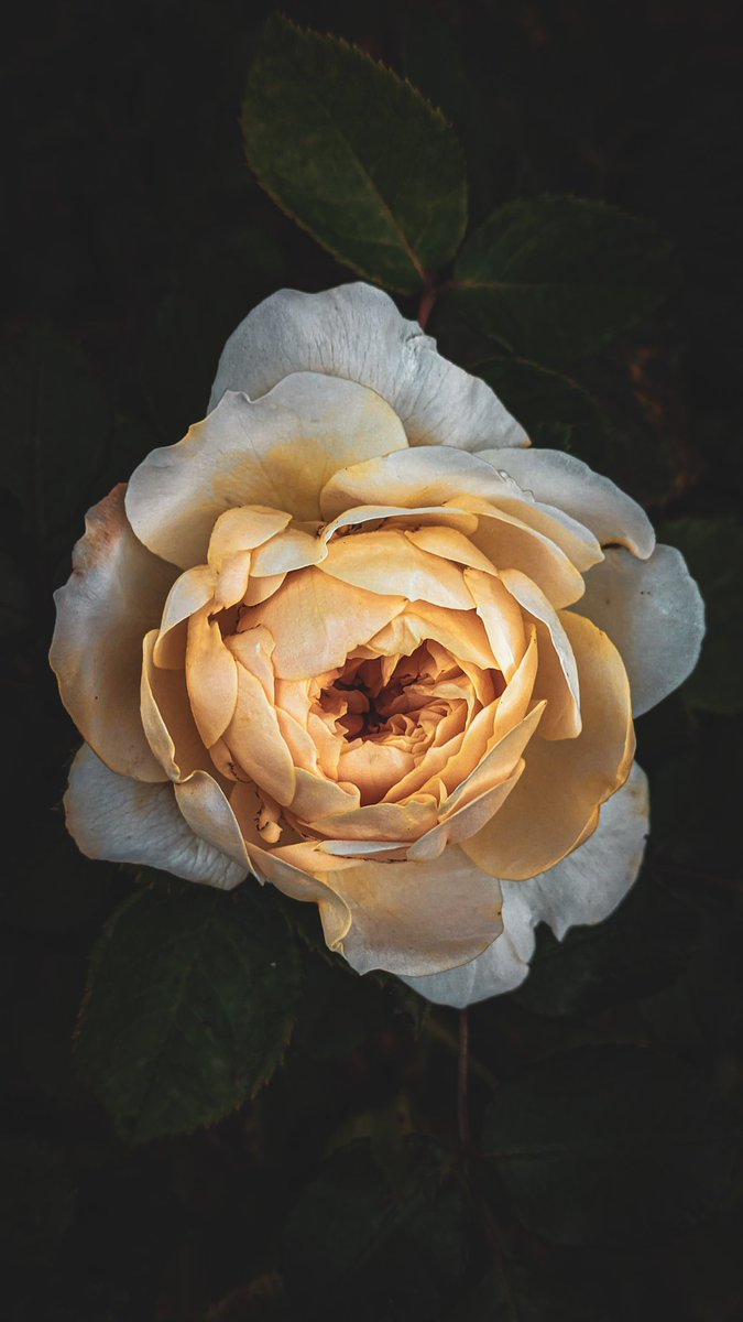 A solitary rose 🤍🤍🤍🤍🤍 
#FlowersOnFriday #photography