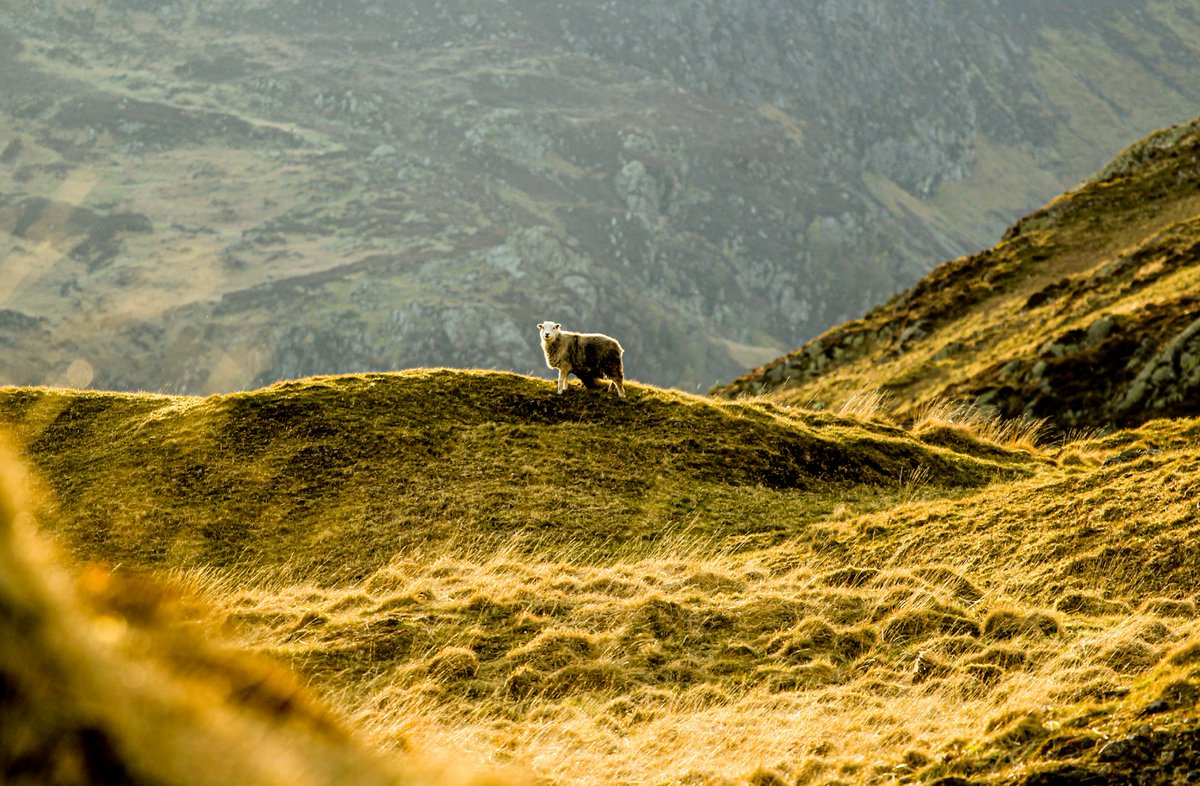 Why do we use Herdwick wool in every Herdysleep mattress? Because nature knows best🌿
Top 3 Benefits of this incredible, locally sourced material:
1. Natural Temperature Regulation
2. Hypoallergenic &amp; Chemical Free
3. Sustainable &amp; Traceable

#WoolMattress #Herdwick #LakeDistrict
