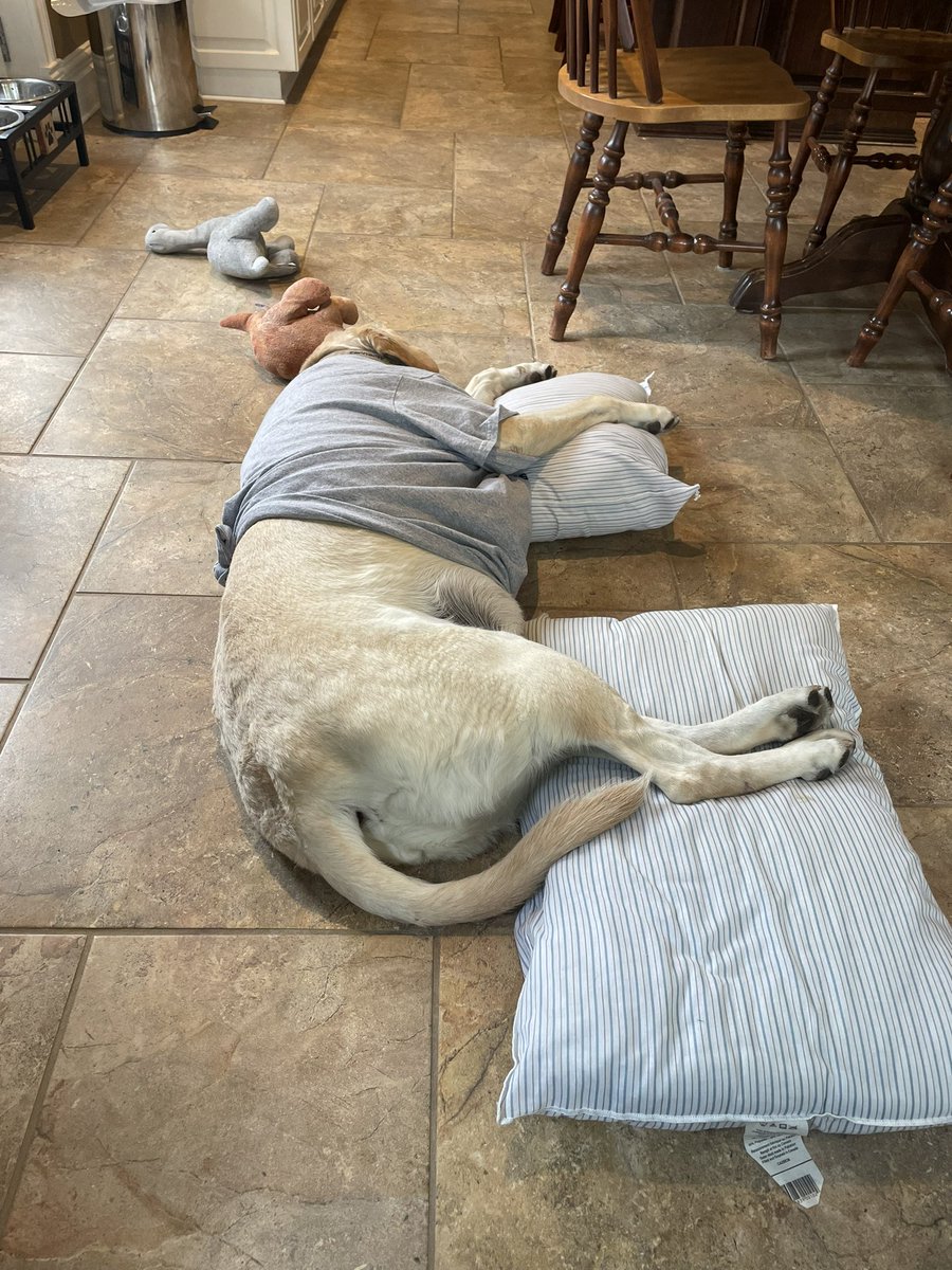 Day 2 of nursing my buddy back to fetching status🎾 10-14 days and he should be good as new. He is a really good patient after having surgery to remove 3 large cysts❤️‍🩹🐕🙏 #lovemylab #yougotthisloonytoons 🥰