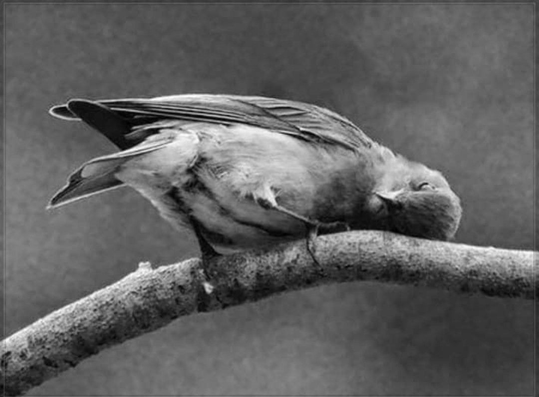 Büyüttüğüm kadını yaralayan;
İçimdeki çocuğun umudu..
Çünkü sanmak bir aslanın pençesi,
Ruhum o pençede çaresiz bir kuştu.