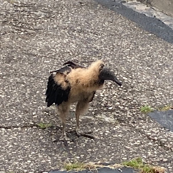 I keep seeing vulture content on my timeline so i wanted to show this thing that keeps showing up next to my home