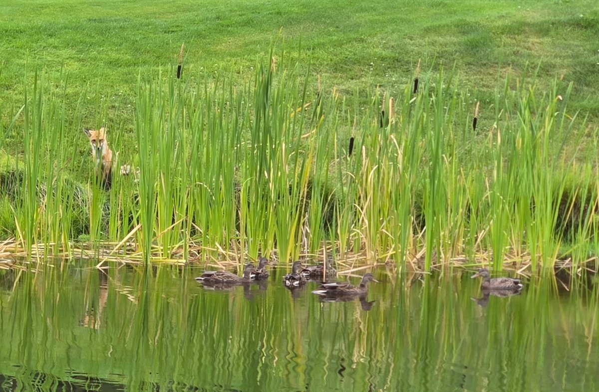 Peekaboo! We see you!

Captured by our amazing gardener Victoria!

#tricklecreekgolf #mykimberley