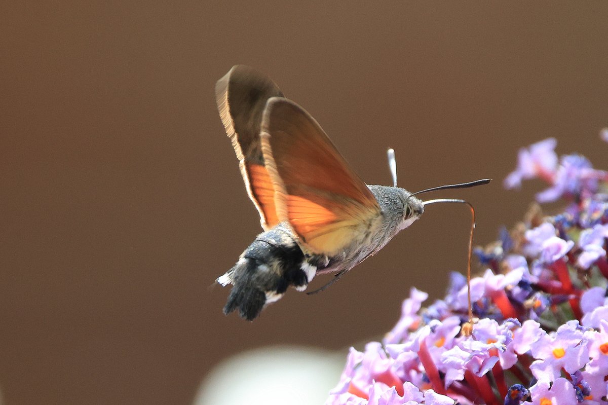 Robin Tyrrell tweet media