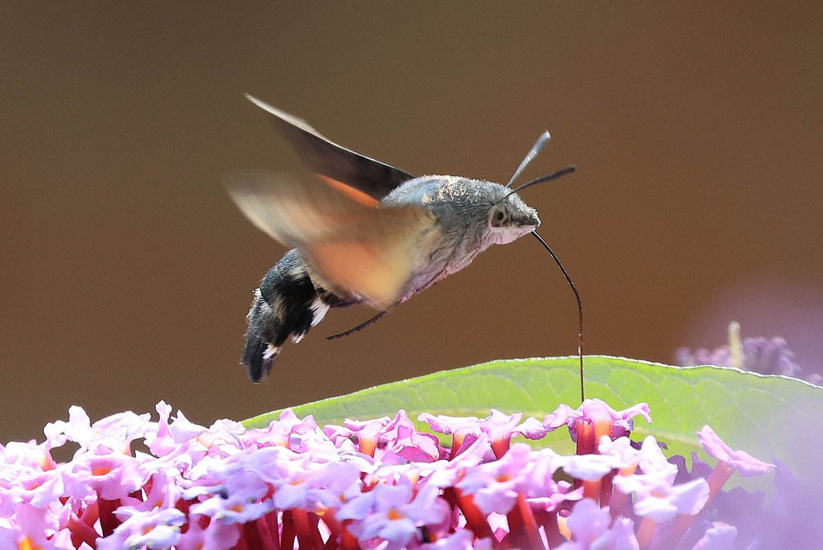 Robin Tyrrell tweet media