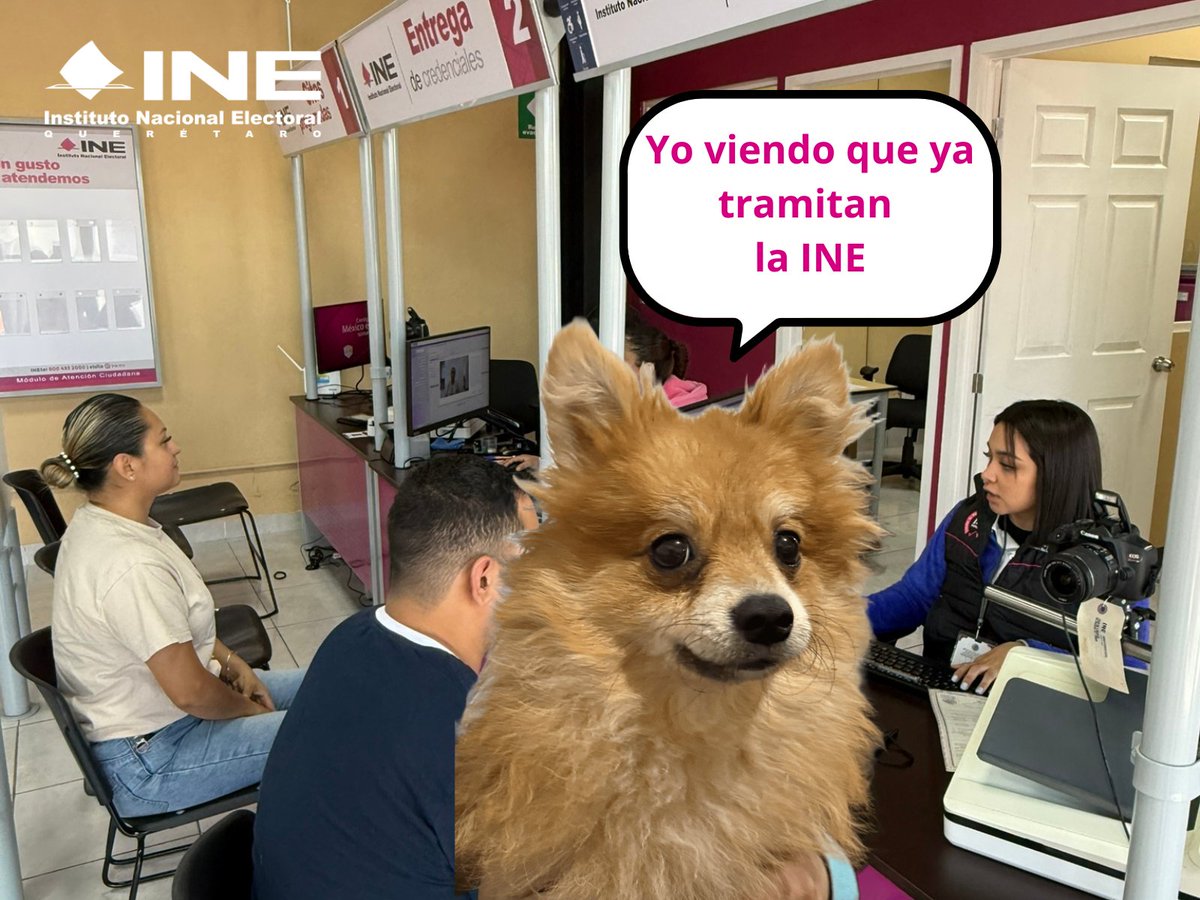 ¡No te quedes como Firulais 🐶 ! Mejor tramita tu #CredencialParaVotar 🪪.