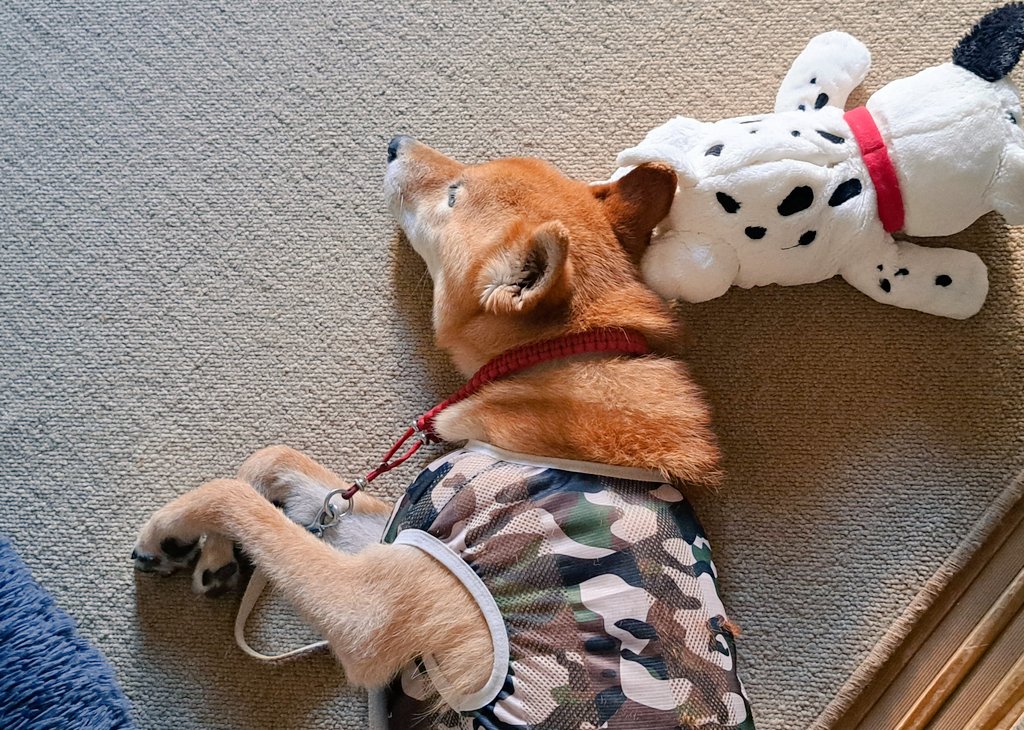 8月8日ハチくんが
おやすみなさいを
お知らせします。
 #フジテレビの日
 #柴犬ハチ