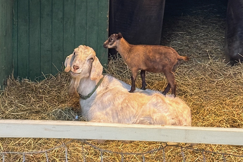 GCM_Magazine's tweet photo. A trio of goats help with weed abatement at Needham (Mass.) Golf Club. Learn more about these four-legged team members and the impact they're making:  https://t.co/o2drskSKSB @GCSAA https://t.co/ZBzdt6r6Fq