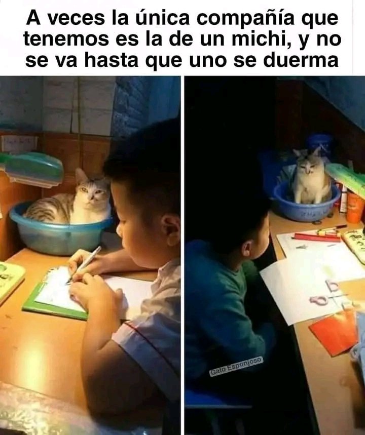 A veces nuestra única compañía 🐱🐾 #DiaInternacionalDelGato