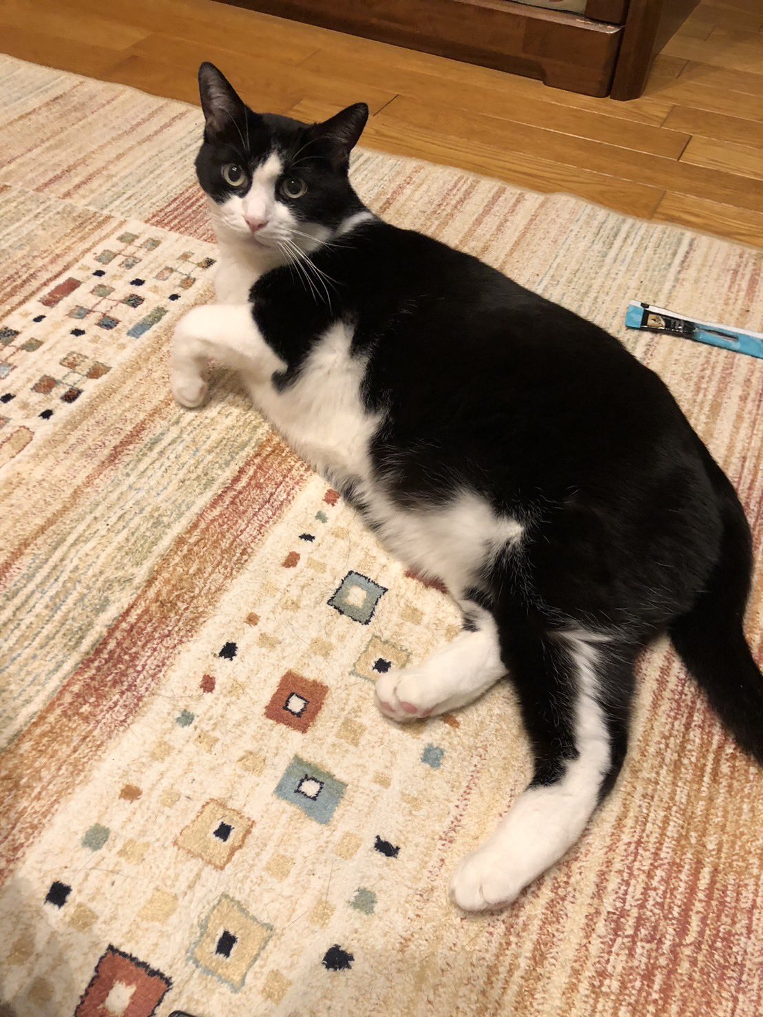 松はかわいい猫 on X: 