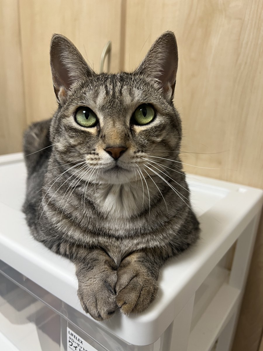 猫 楽天市場】キャットタワー 猫タワー 高さ112cm 木製 据え置き