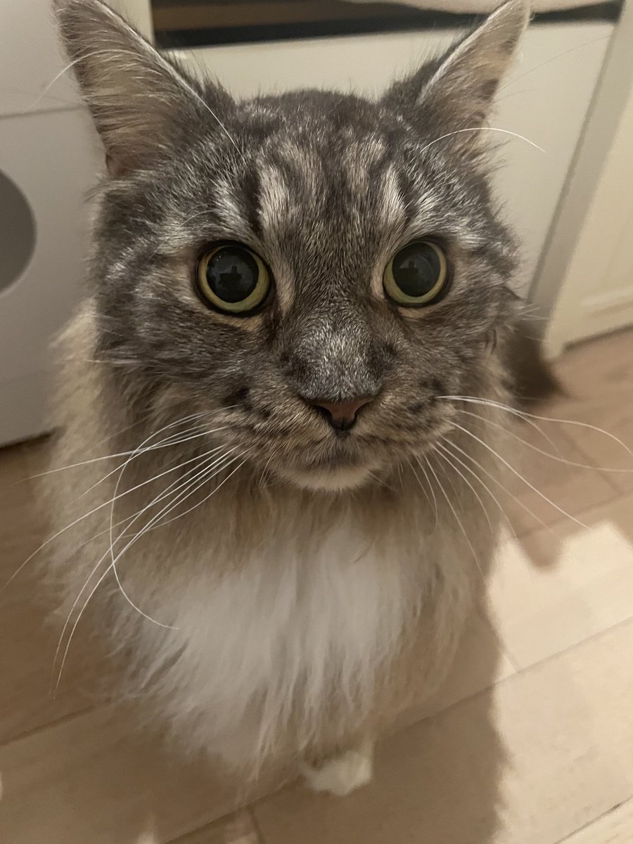 長男シャンプー完了🥵
さらふわ😽

#メインクーン