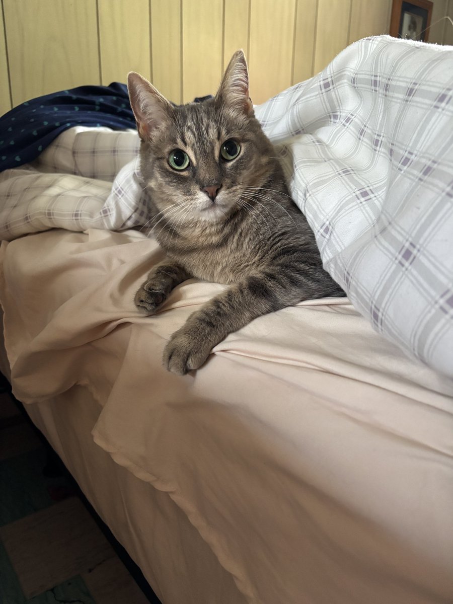 It’s National Cat Day so today I’m celebrating my fur baby and her innate ability to know when I need help making the bed. I swear it’s her super power. 
What’s your fur baby’s untapped skill?

#NationalCatDay #mockemews