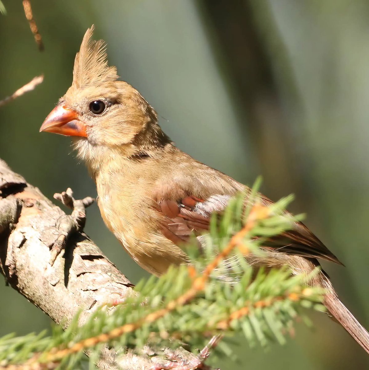 birdhouse_love's tweet image. This young female cardinal has such an impressive crest! 
#femalecardinal #femalecardinals #cardinals #cardinal #crest #cardinalcrest #morningbirding #morningvisit #morningvisitors #morningvisitor #birdlife #birds #ohiobirdworld
