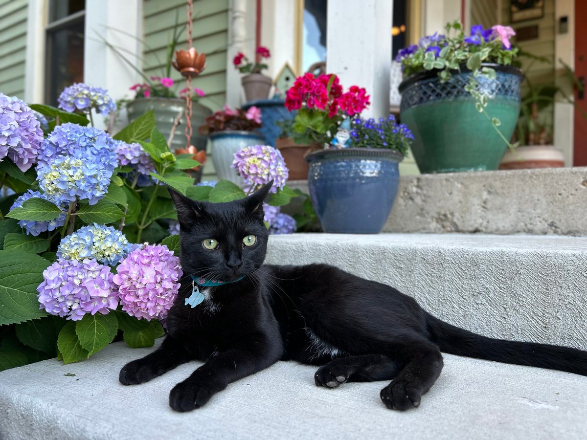 INHumanities's tweet image. Happy International Cat Day from Indiana Humanities!

We&apos;ve got quite the clowder of kittens between all of us and we&apos;re happy for any excuse to celebrate them.

Because we&apos;re book people, we have to ask: who&apos;s your favorite feline literary figure?