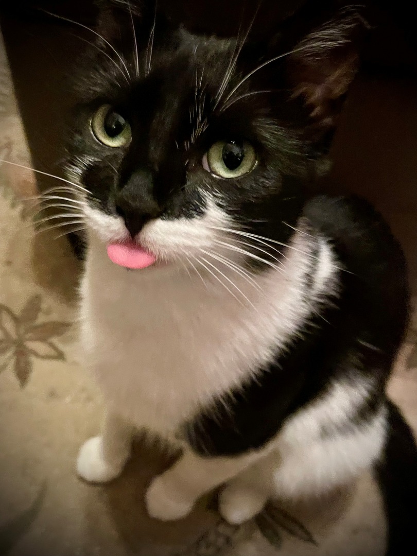 INHumanities's tweet image. Happy International Cat Day from Indiana Humanities!

We&apos;ve got quite the clowder of kittens between all of us and we&apos;re happy for any excuse to celebrate them.

Because we&apos;re book people, we have to ask: who&apos;s your favorite feline literary figure?