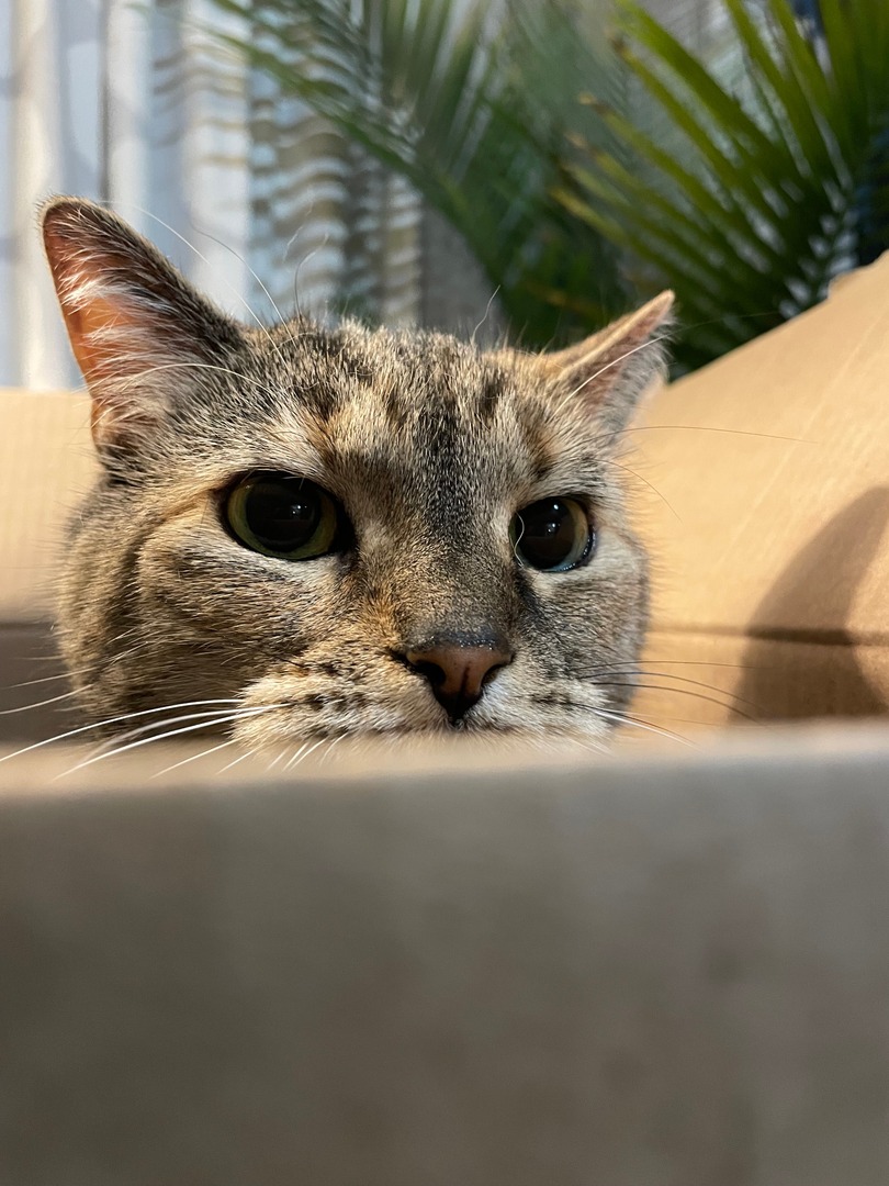 INHumanities's tweet image. Happy International Cat Day from Indiana Humanities!

We&apos;ve got quite the clowder of kittens between all of us and we&apos;re happy for any excuse to celebrate them.

Because we&apos;re book people, we have to ask: who&apos;s your favorite feline literary figure?