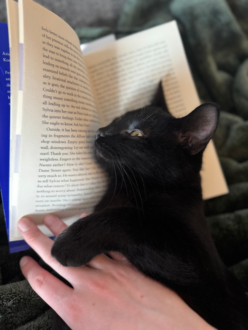 INHumanities's tweet image. Happy International Cat Day from Indiana Humanities!

We&apos;ve got quite the clowder of kittens between all of us and we&apos;re happy for any excuse to celebrate them.

Because we&apos;re book people, we have to ask: who&apos;s your favorite feline literary figure?