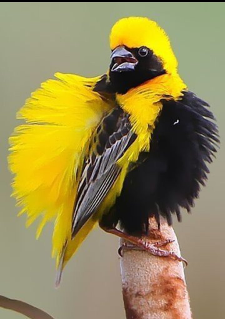 <a href="/Malcolmdonaghy/">SugarBear</a> <a href="/gmf1369/">𝕲𝖆𝖊𝖙𝖆𝖓𝖔</a> <a href="/maestramarney/">Just Me Marney</a> <a href="/Rajdatt33264184/">Pissedoff .. MAHATMA</a> <a href="/DebbieDem3/">Debbie 🟦🟧✡️🇺🇸🇮🇱🪬🇺🇸🇺🇦🌻🦅</a> <a href="/bluesresist/">beccakittybearisback</a> <a href="/TheRealMarciaB/">🌊🌺 TheRealMB 🌺 🌊</a> <a href="/KatarinaKriz/">🕊️~KatarinaKriz.bsky.social~</a> <a href="/nicbasarab/">nikkib</a> <a href="/gary_thoren/">Gary M Thoren</a> <a href="/SuzanneHuse/">SuzanneHuse</a> <a href="/bab_102/">Bab</a> <a href="/kanekavi/">Polly Kane 🇺🇳💃🏻🇺🇳</a> <a href="/iamtheLEeGEND/">JERSEY GIRL</a> <a href="/BoughRuth/">Ruth🟧🟦 ,💔</a> <a href="/cimarron_kid/">Cimarron Kid</a> <a href="/tlcraider69/">Eduardo Rosales</a> <a href="/thegreatgig8/">The Great Gig in the Sky</a> <a href="/77SunnyAndClear/">Rob Bon Vivant🌊</a> Good morning sweetheart sugars and happy Friday to you 💕