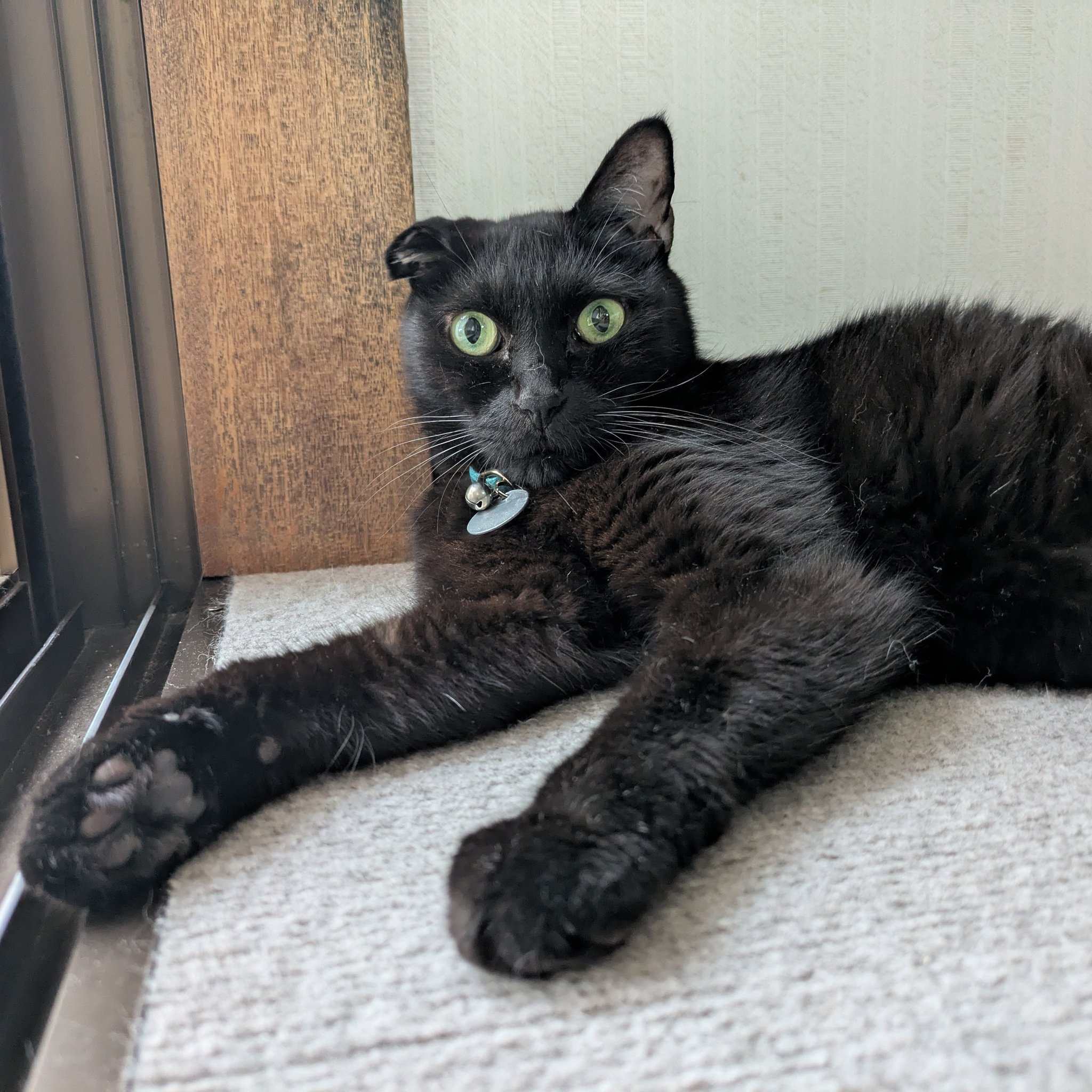 南国の黒猫  黒猫くまこ🐈‍⬛🐾 on X: 