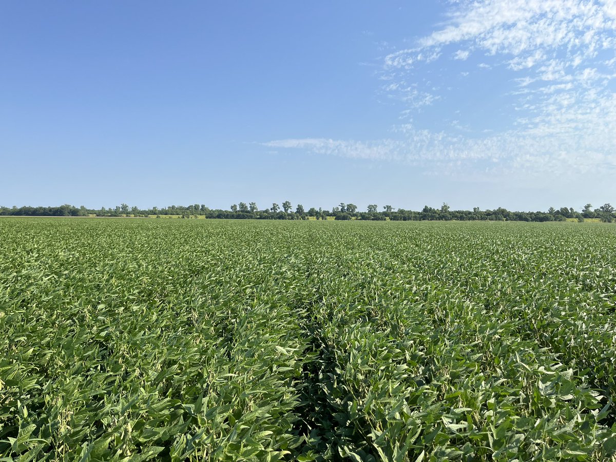 DC Beans: growing strong ✅
Relay Beans: looking promising ✅
Regular Beans: LOADED ✅

#RainMakesBeans