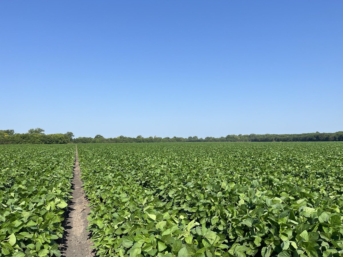 Engineer_Farmer's tweet photo. DC Beans: growing strong ✅
Relay Beans: looking promising ✅
Regular Beans: LOADED ✅
#RainMakesBeans https://t.co/jsLdyQUrep