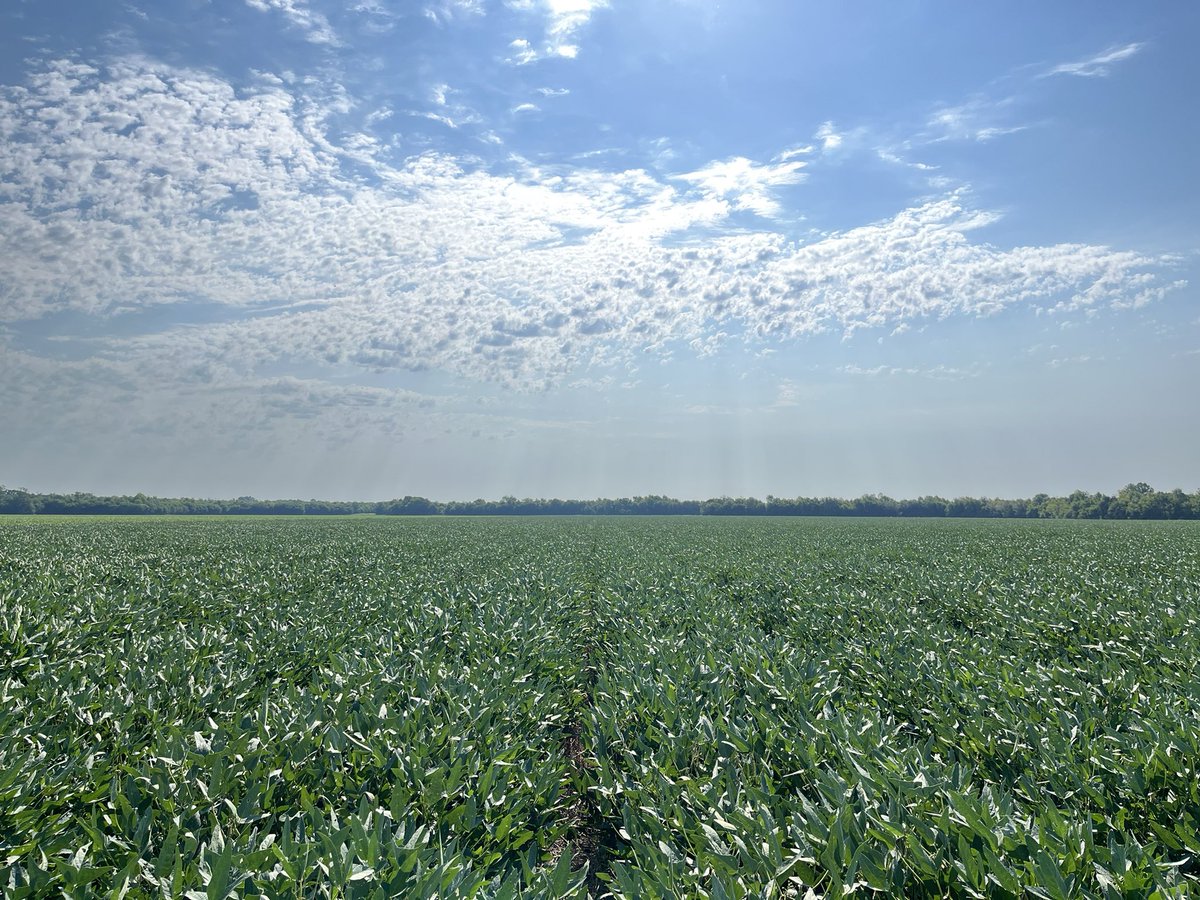 Engineer_Farmer's tweet photo. DC Beans: growing strong ✅
Relay Beans: looking promising ✅
Regular Beans: LOADED ✅
#RainMakesBeans https://t.co/jsLdyQUrep