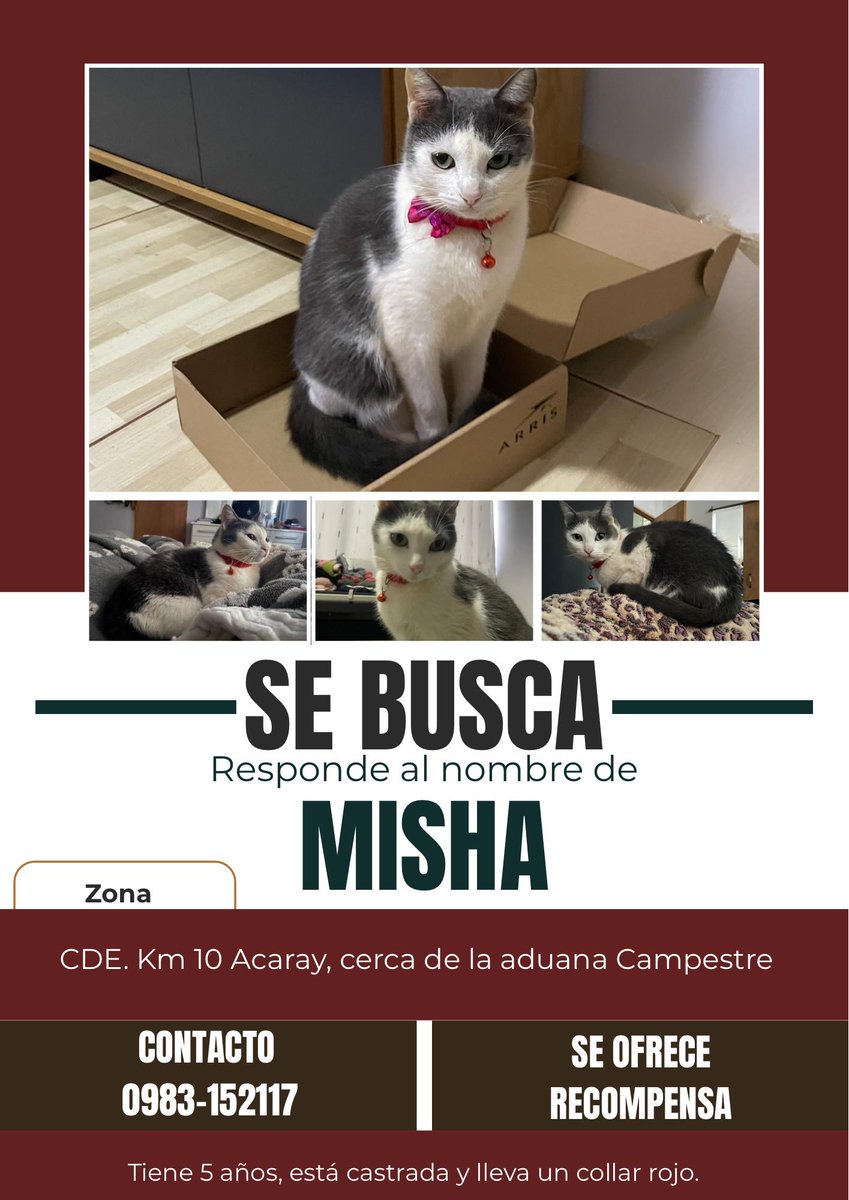Buscamos a Misha RT 👇🏻