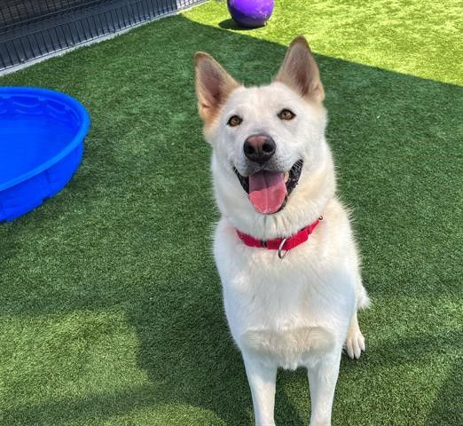 Supervisor Janet Nguyen (@senjanetnguyen) on Twitter photo Goldie, a loving 2-year-old German Shepherd, is Pet of the Week. She is housebroken and walks well on a leash. To add Goldie to your home or become a foster, please visit <a href="/OCAnimalCare/">OC Animal Care</a> and give her number, A1895441. Goldie, a loving 2-year-old German Shepherd, is Pet of the Week. She is housebroken and walks well on a leash. To add Goldie to your home or become a foster, please visit <a href="/OCAnimalCare/">OC Animal Care</a> and give her number, A1895441.