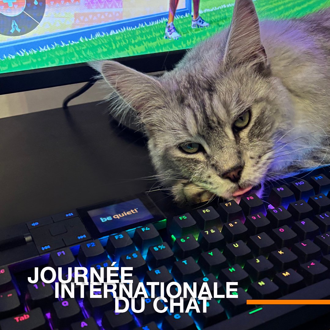 Comme on vous l'a dit l'autre jour, toute excuse est bonne pour montrer des photos de nos animaux 😌 

On veut voir vos chats geeks 🤓
