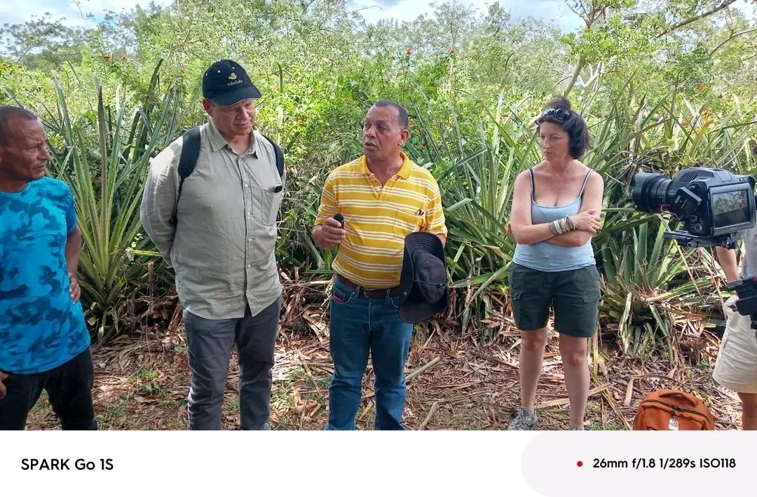 DeisiLibia's tweet photo. #Maisí fortalece sus agroecosistemas cafetaleros y forestales con apoyo nacional e internacional. #JuntosPodemosMás @Cobosfresnedy @AdrieldeCuba @LaVozDelSol @Reyesmaisi @YaquedeCuba @FuentesOquendo @ArlettyLeyva @Deguantanamo @GuerreroDGuaso https://t.co/6O0Gb3PTB3