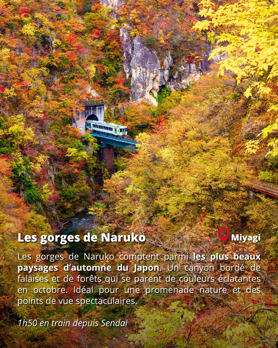 Japan Experience ✈️ tweet media