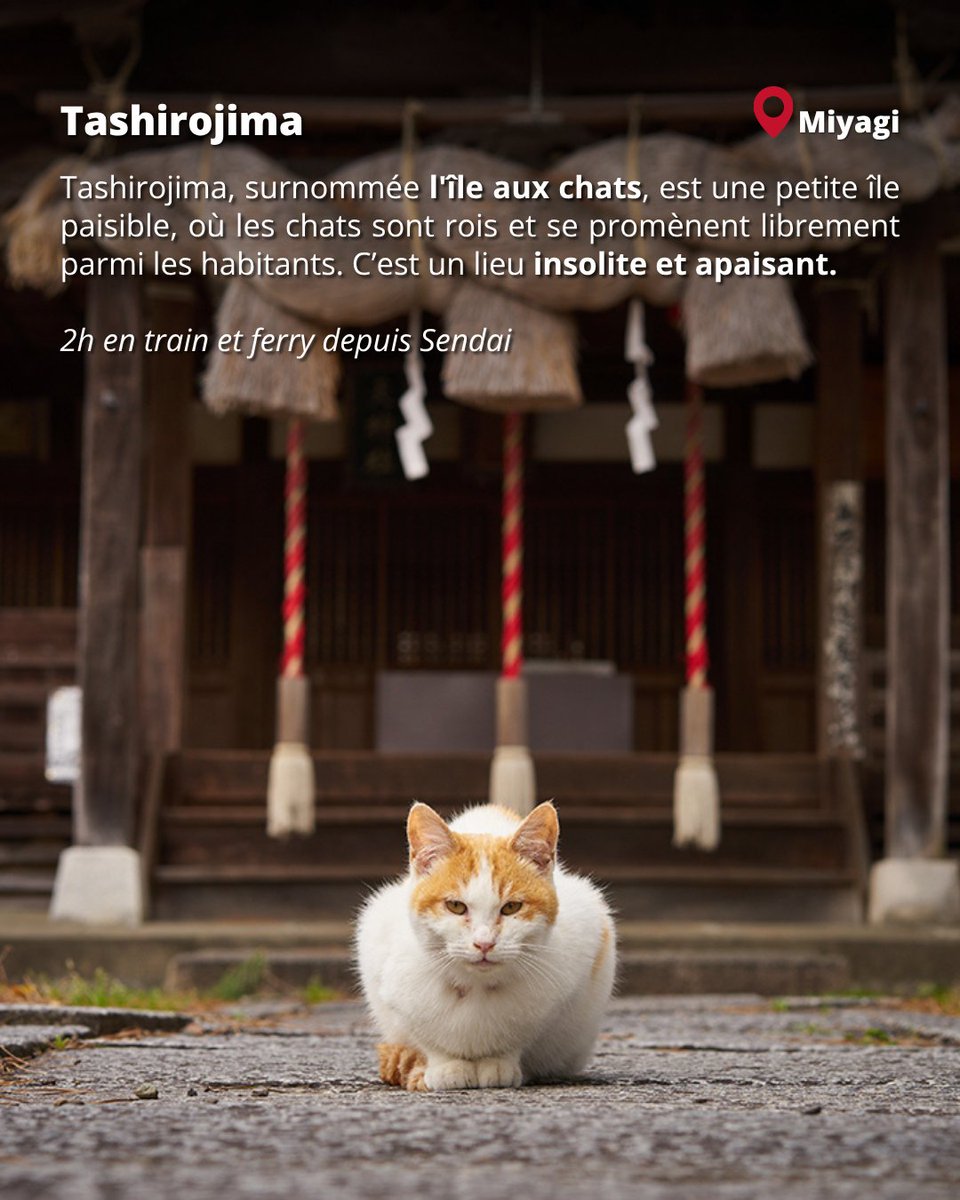 Japan Experience ✈️ tweet media