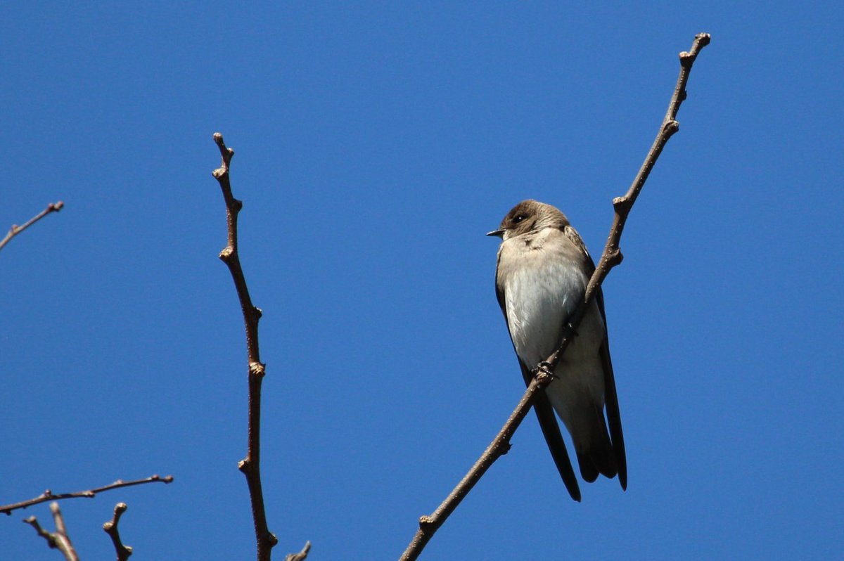 Birding University tweet media