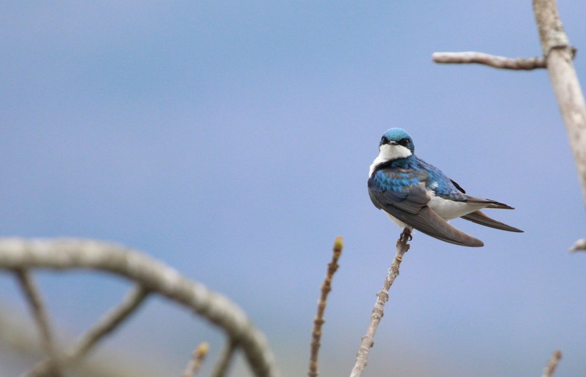 Birding University tweet media