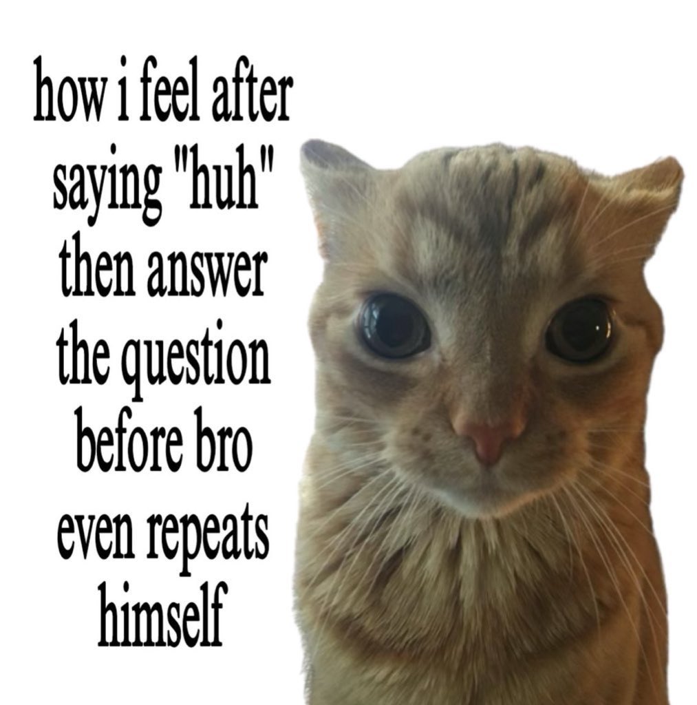 LiterallyMeCats (@literallymecats) on Twitter photo 