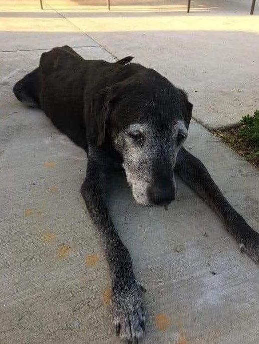 TweeetsOfDogs's tweet image. Send some love to this old man.🎂 Happy 19th Birthday, peter ❤