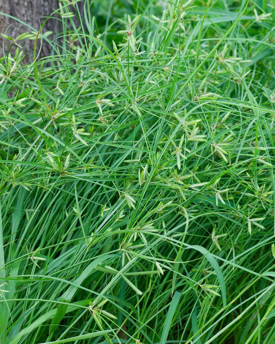 Sedges are one headache that every turf manager needs a plan to get rid of 📋
Luckily, we've got you covered!

Check out this article to see some of your control options and why it's so important to take control early. 

Click here 👉 hubs.la/Q03ymhm20